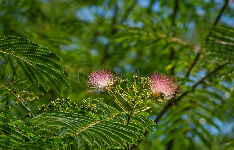 Japanese Mimosa Photos Free Royalty Free Stock Photos From Dreamstime