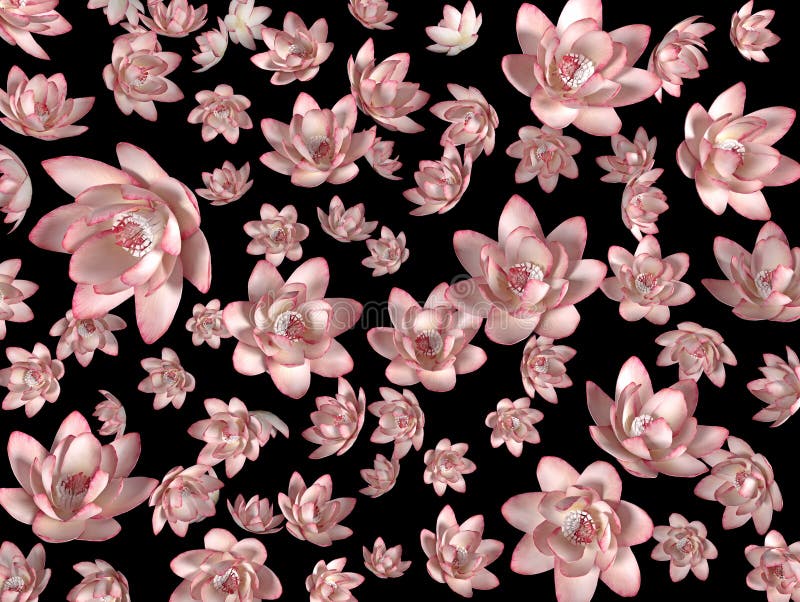 Pink Flying Flowers on a Black Background As a Wallpaper Stock Illustration  - Illustration of lotus, pink: 145012494