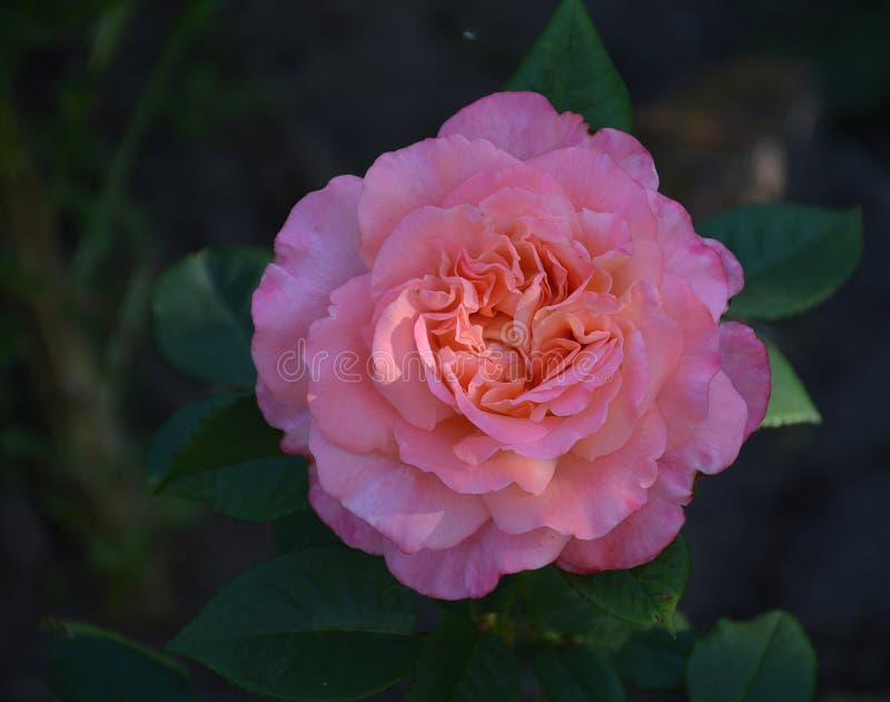 Pink Fragrant Rose Flower, Var. Augusta Luise Stock Photo - Image of ...