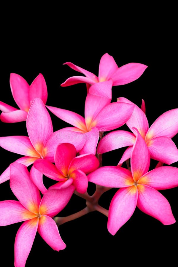 Pink frangipani flower