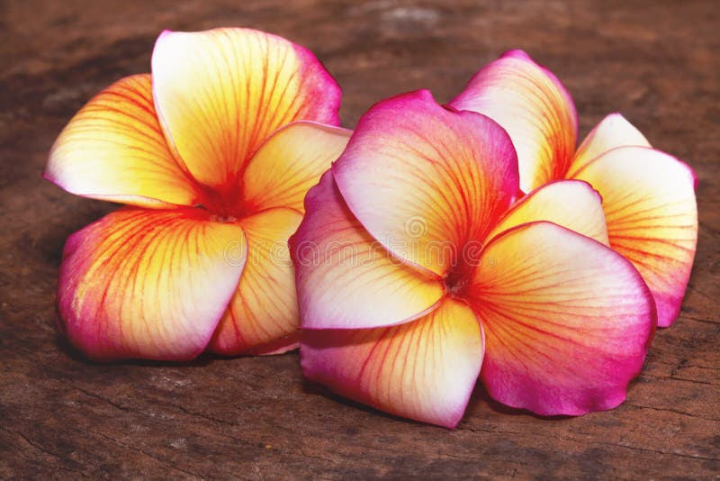 Pink frangipani flower stock photo. Image of macro, floral 30837814