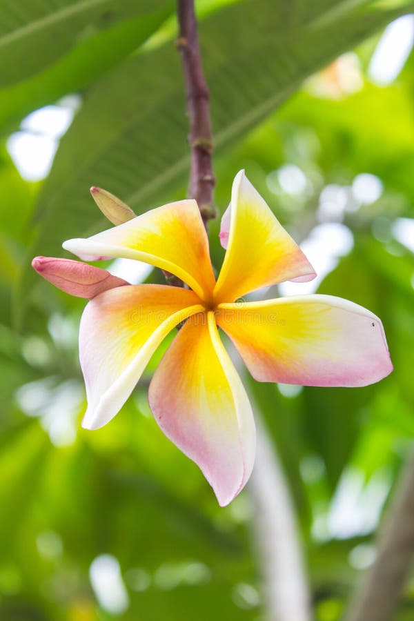 Soft Focus Pink Frangipani Flower Stock Photo Image of focus, soft
