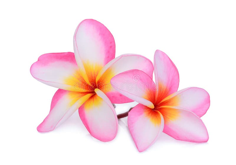 Pink frangipani flower isolated white