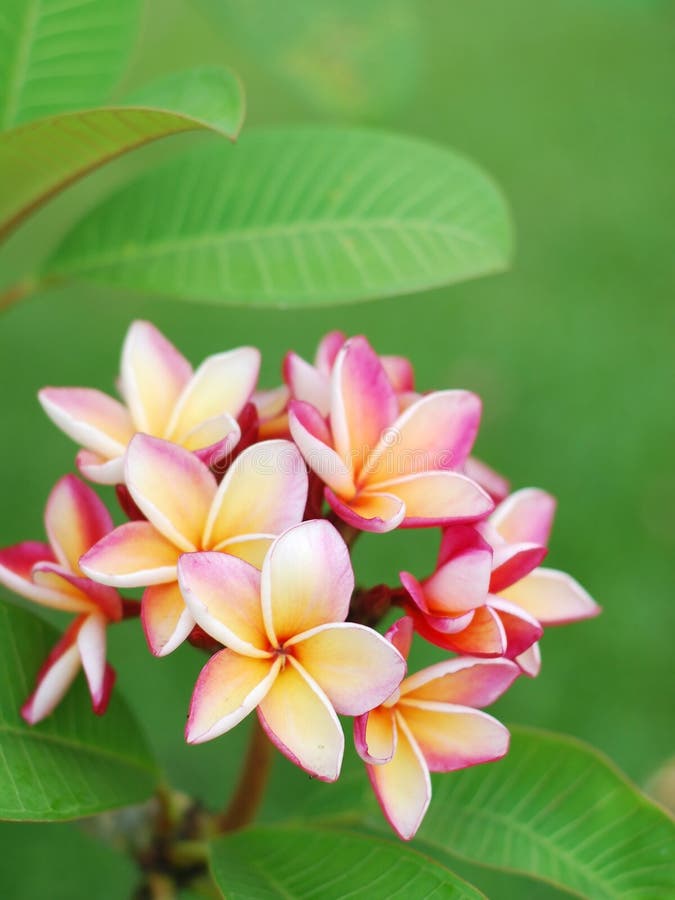 Pink Frangipani Flowers With Green Background Stock Image - Image of ...