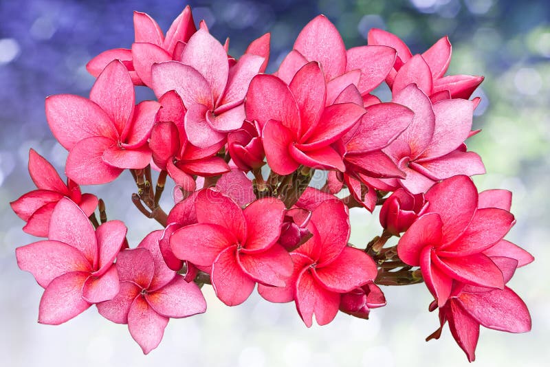 Pink Frangipani flowers stock photo. Image of tourist 45128168