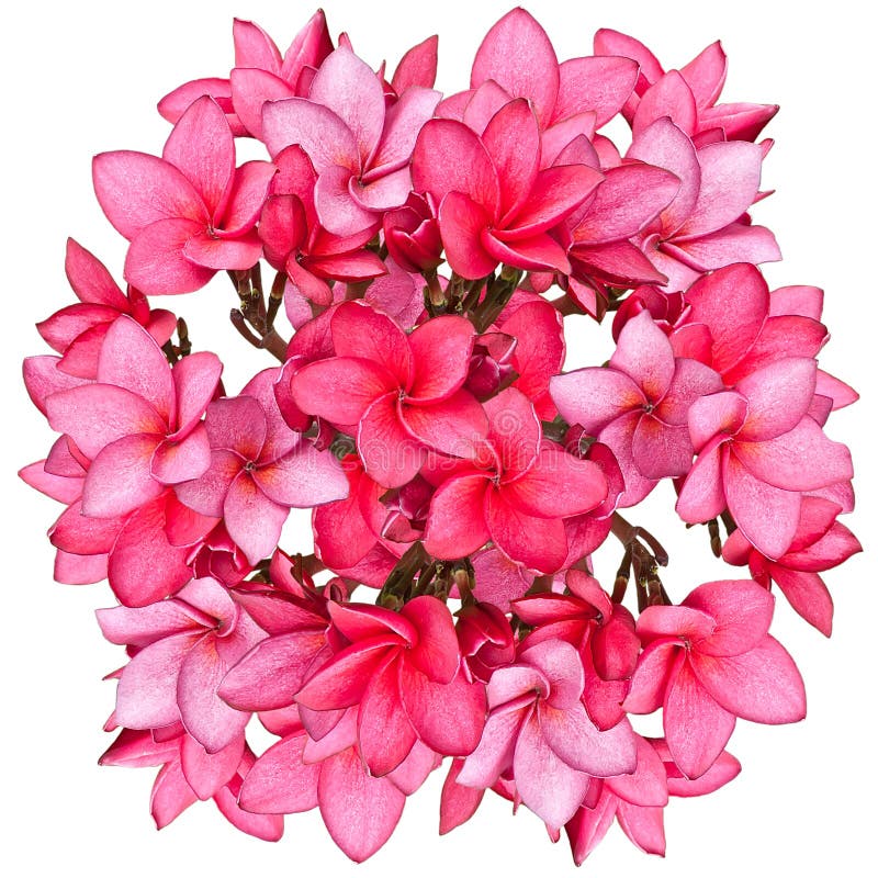 Pink Frangipani flowers stock image. Image of lush, resort 45147533