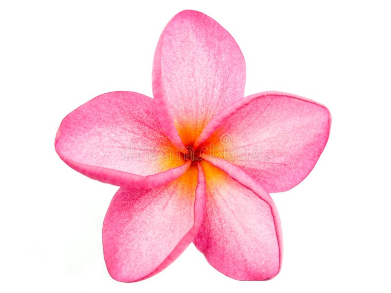 Pink Frangipani Plumeria