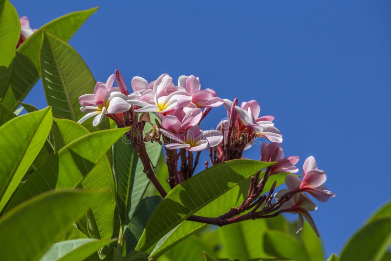 Pink Frangipani or Plumeria flower blooming on tree with blue sky background