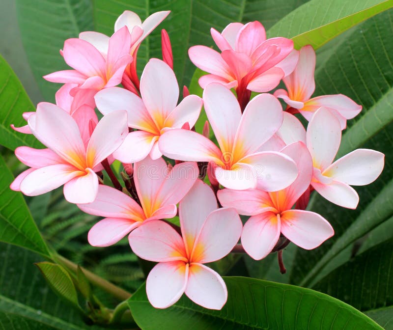 Pink Frangipani (plumeria) Flowers Stock Photo - Image of gorgeous ...