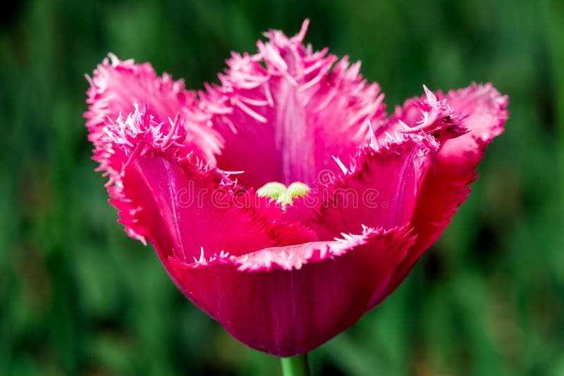 Pink frayed tulip in nature - shallow depth of field