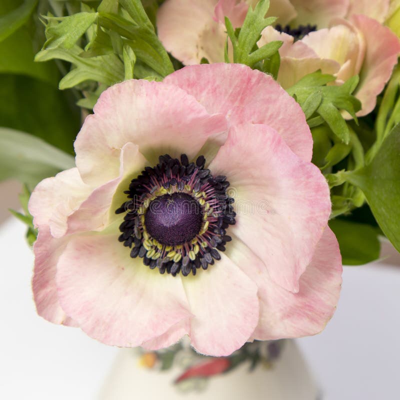 Pink French Anemone with Black Center Stock Image - Image of design ...