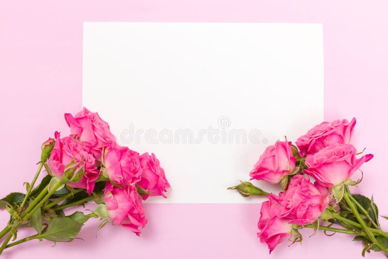 Pink fresh rose branches and white paper card - empty space for text isolated on pastel background.