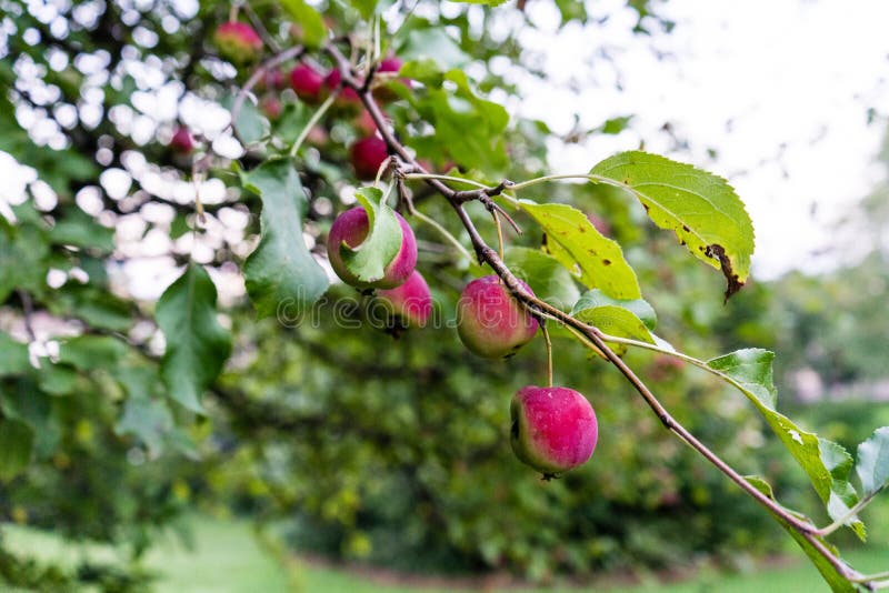 Pink fruits on tree stock image. Image of garden, blossom 98207497