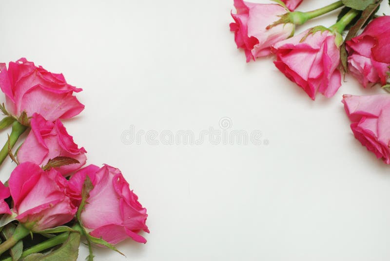 Pink Fucsia Rose Flower Bouquet Isolated with Copy Space. flat Lay. flowers. Floristic Background.