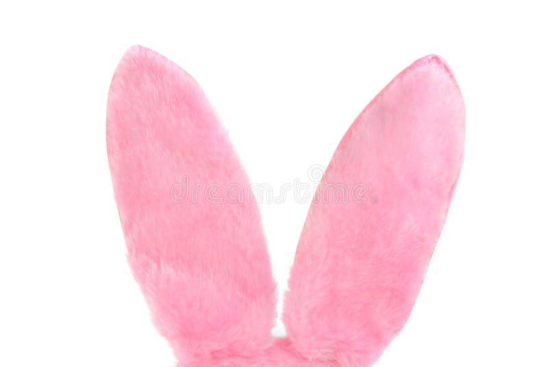 Pink Furry Bunny Ears on White with Copy Space Stock Photo Image of