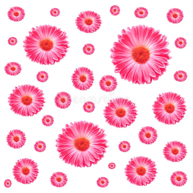 Pink för blommaramgerbera royaltyfri fotografi