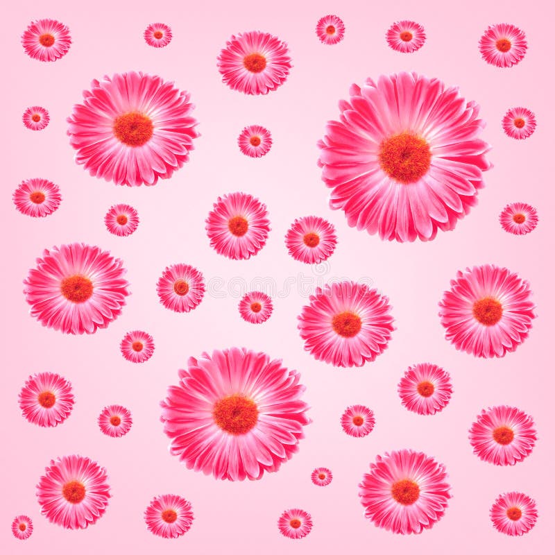 Pink för blommaramgerbera royaltyfri bild