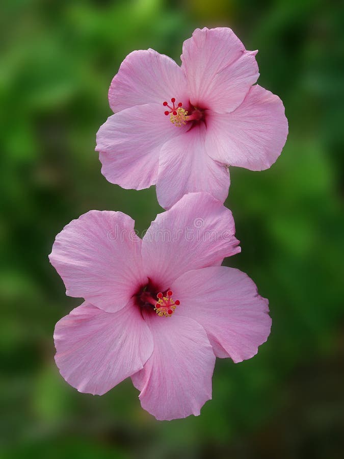 Download Pink För Blomningblommahibiskus Arkivfoto - Bild av tropiskt, växter: 28282
