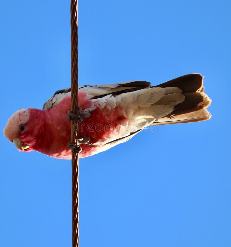 Pink galah parrot on a wire looking down at camera