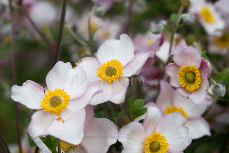 Pink Garden Anemone Flowers Stock Photo Image of beauty, background