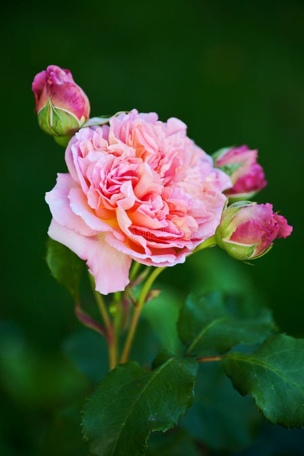 Pink Garden Wall stock image. Image of stucco, architecture 95709