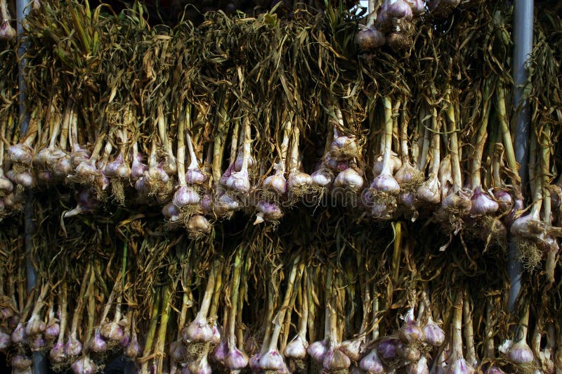 Pink garlic. stock photo. Image of kitchen, plant, flavour 19691148