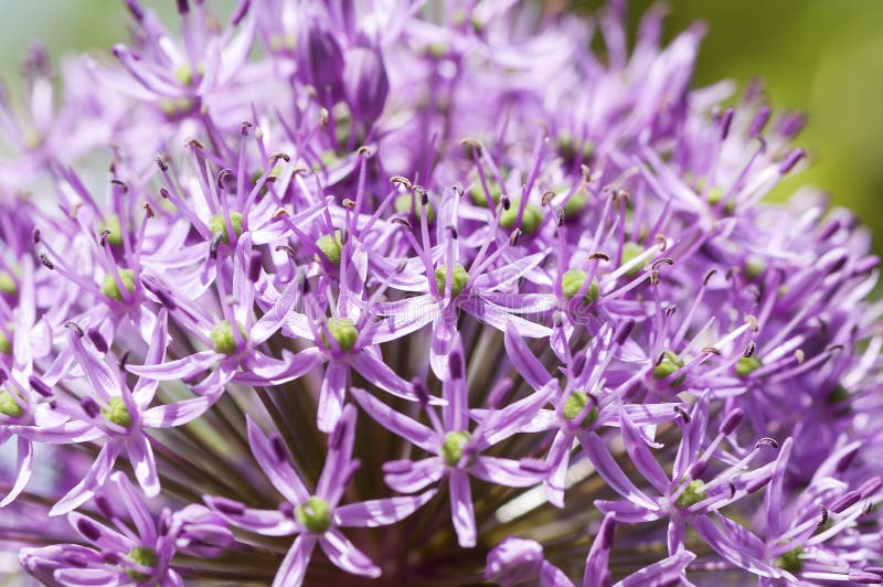 Pink garlic flower stock image. Image of nature, botany 74044779