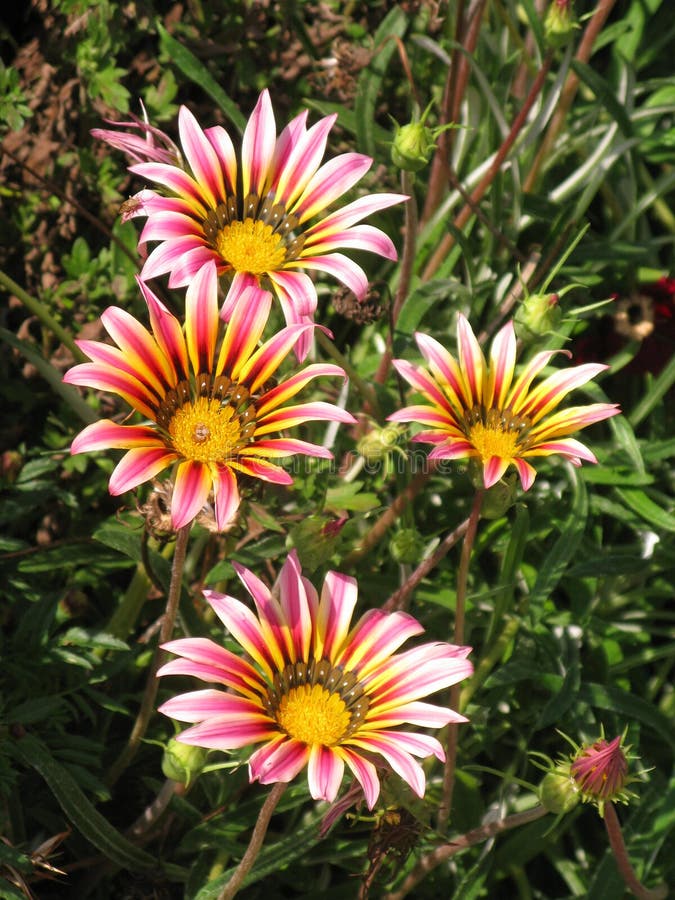 Pink Gazania Flowers Isloated On Black Stock Image - Image of ...