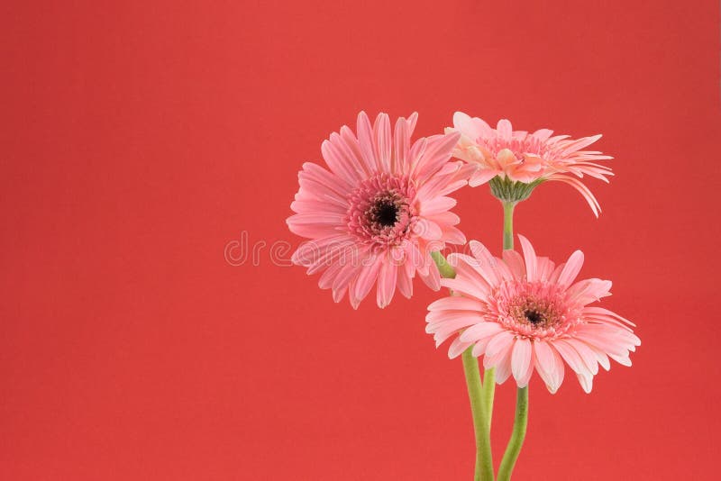 Pink Gebera flower bouquet