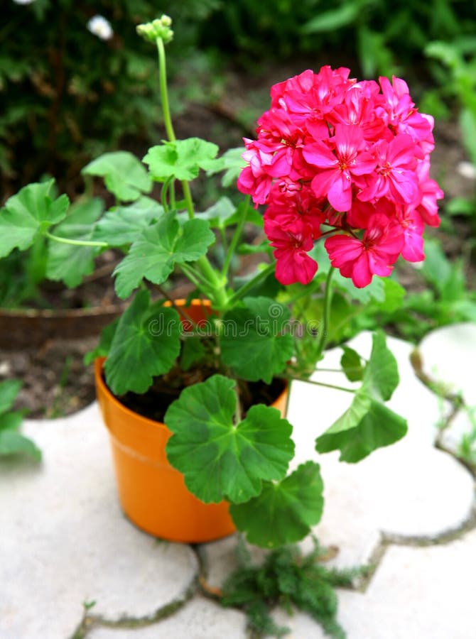 Pink Geranium Flower in Brown Pot Stock Image Image of growth, flower