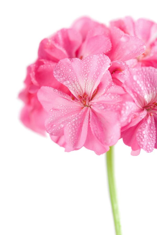 Pink geranium flower with water droplets isolated