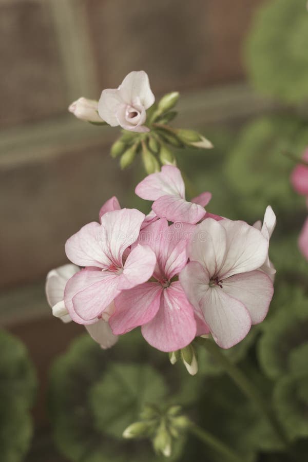 Pink Geranium Flowers on Branch, Pastels Color Stock Photo Image of