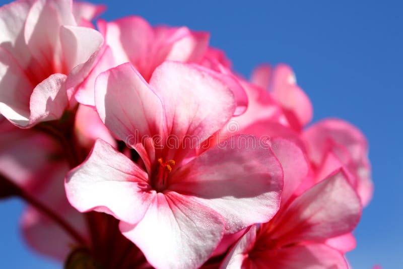 Pink geranium royalty free stock images Pink geranium royalty free stock images