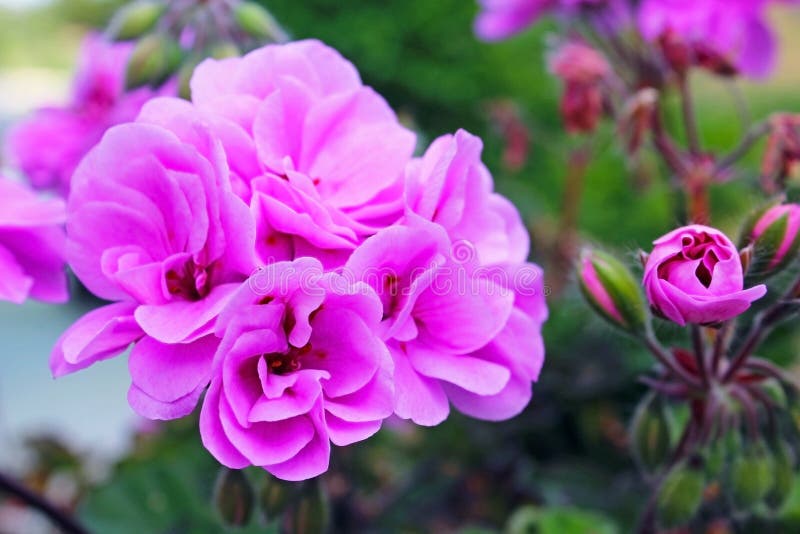 Purple Geraniums stock photo. Image of nature, sunlight 97826624
