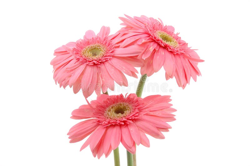 Pink gerber daisies royalty free stock photos Pink gerber daisies royalty free stock photos