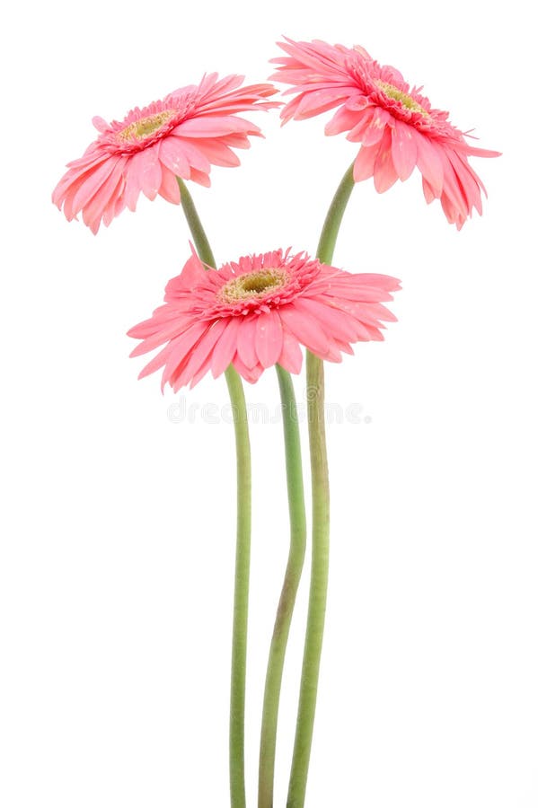 Pink gerber daisies royalty free stock photography Pink gerber daisies royalty free stock photography