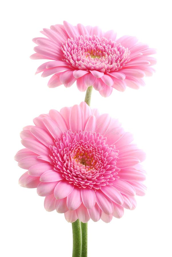 Pink Gerber daisies