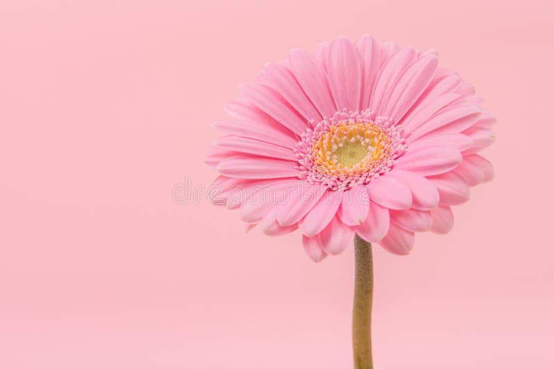 Pink gerber daisy