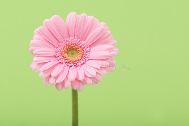 Pink gerber daisy