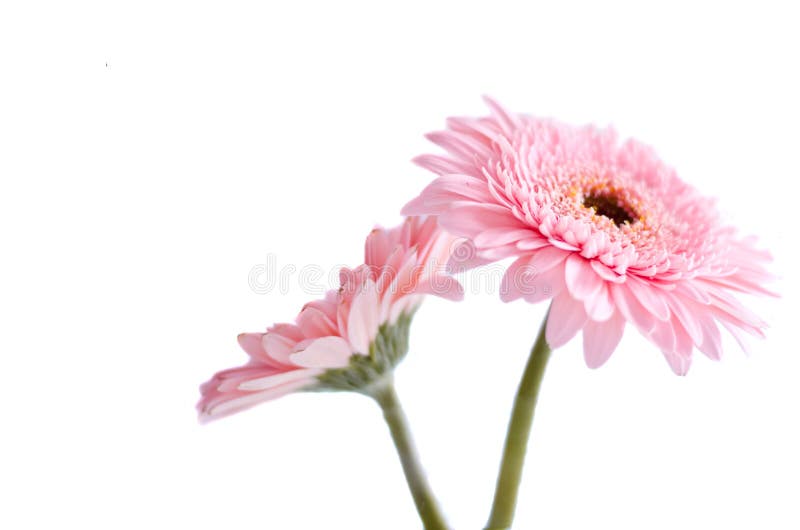 Pink gerber flower