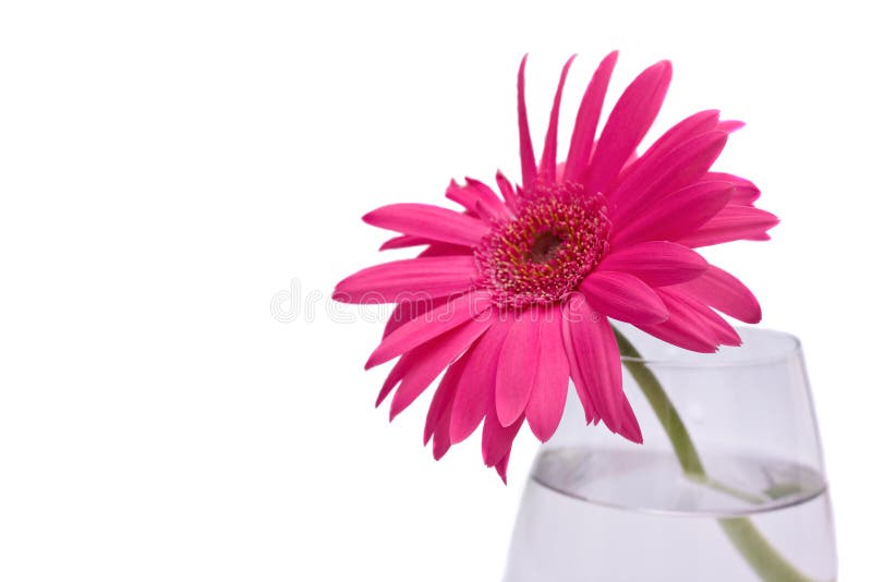 Pink gerber flower