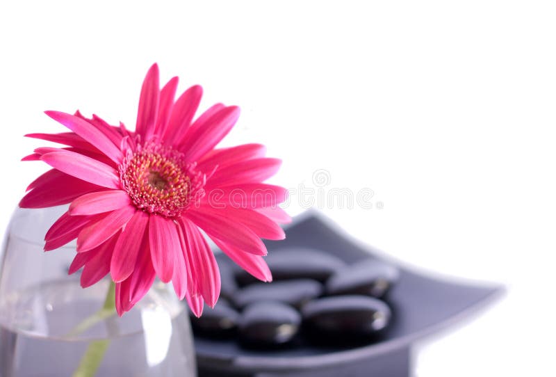 Pink gerber flower