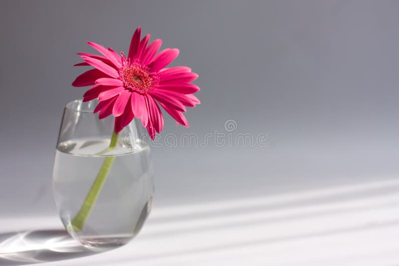 Pink gerber flower
