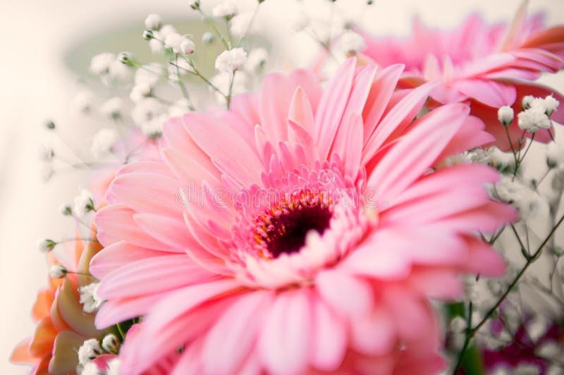Pink gerber flower royalty free stock photo Pink gerber flower royalty free stock photo