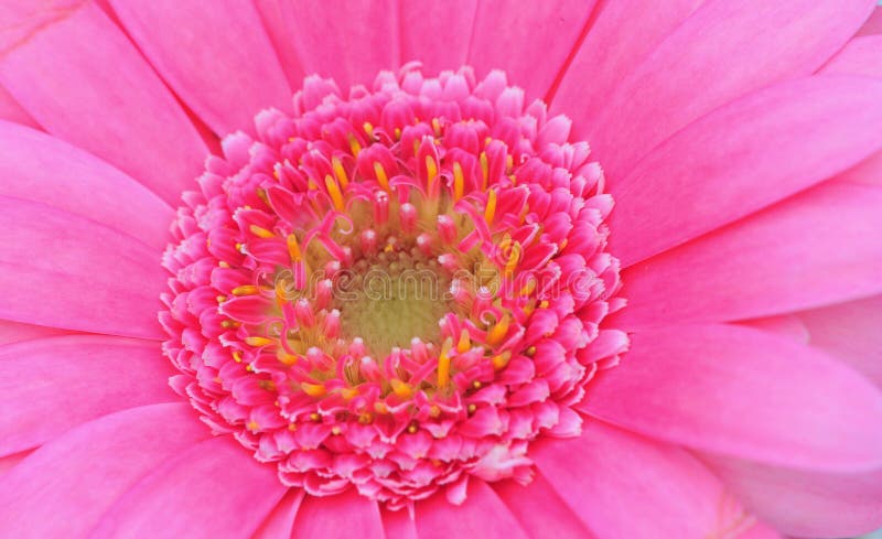 Pink gerbera