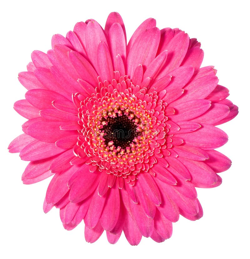 Pink gerbera with black hart