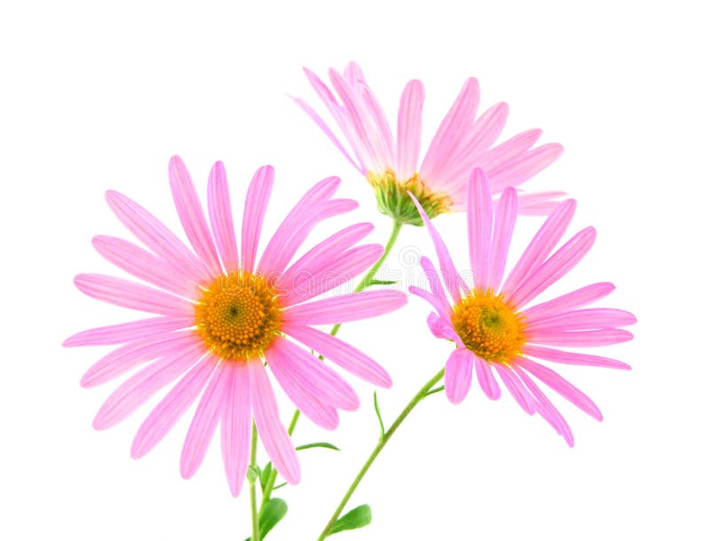 Pink gerbera daisies royalty free stock image Pink gerbera daisies royalty free stock image