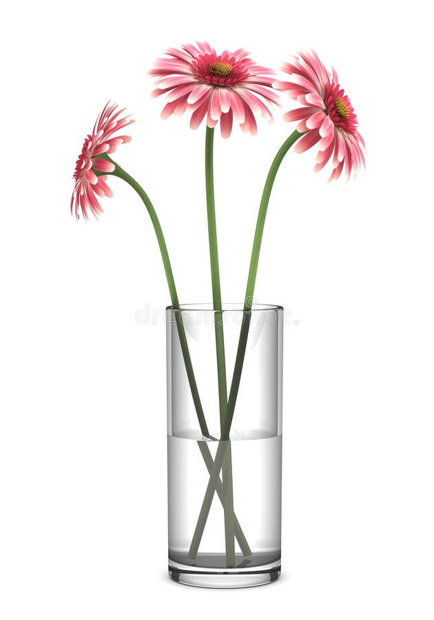 Pink gerbera daisies in vase isolated on white