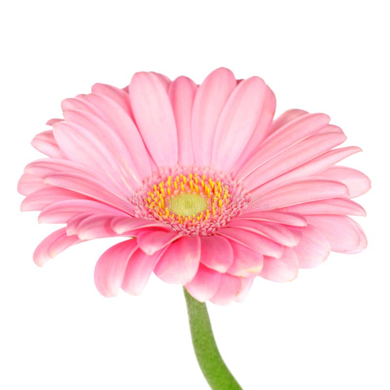 Spanish Pink Daisies stock photo. Image of leaves, fresh 4911960
