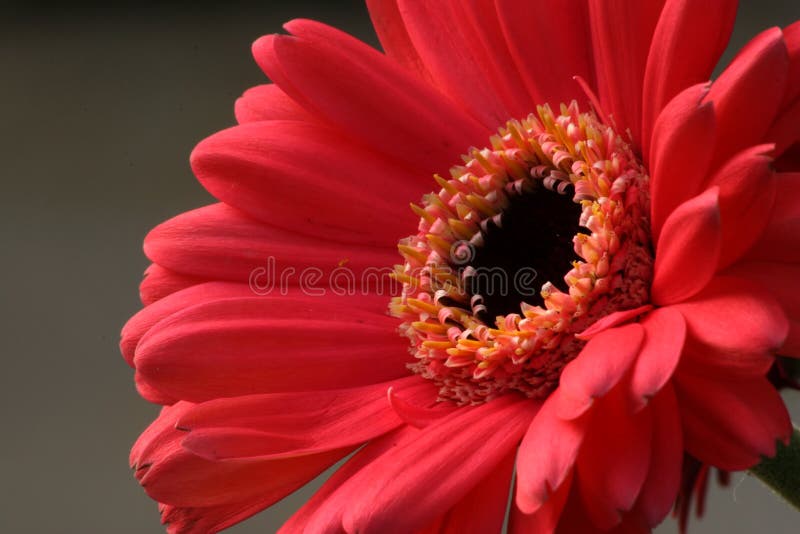 Pink Gerbera Daisy